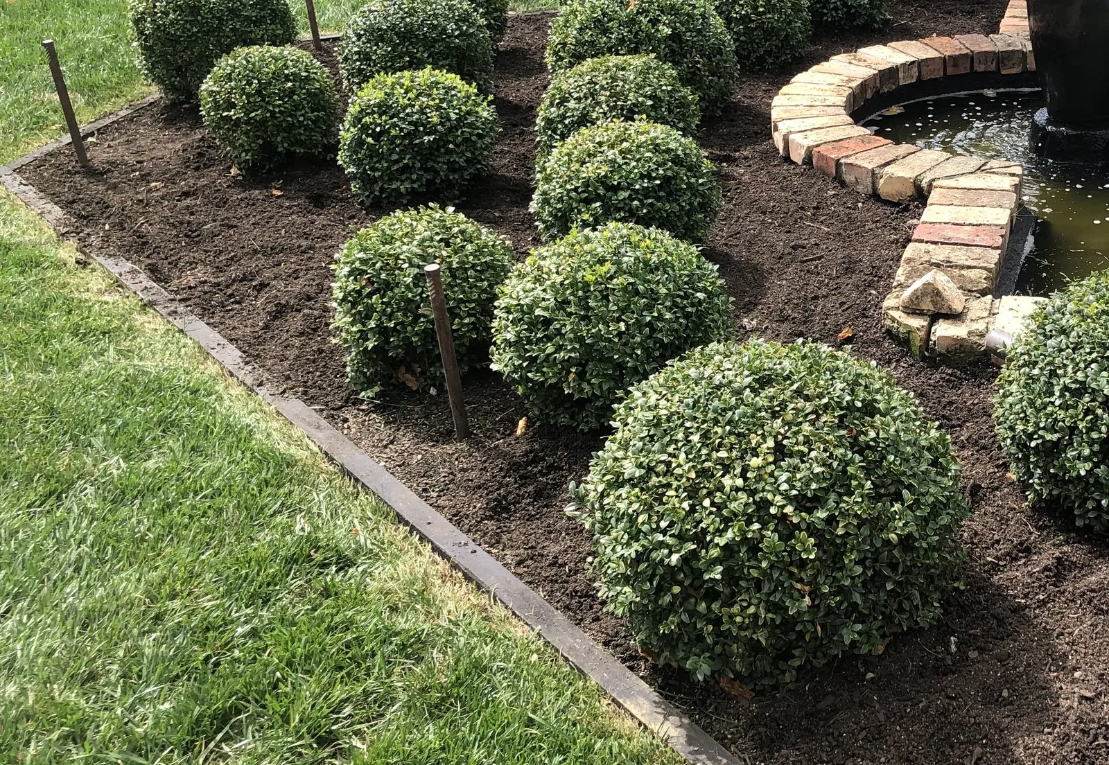 Clipped ball topiary in fresh mulch beside a brick-edged water feature