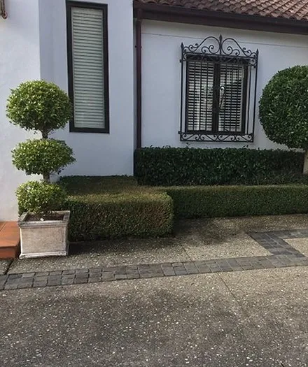 Topiary against a white stucco wall and wrought-iron window