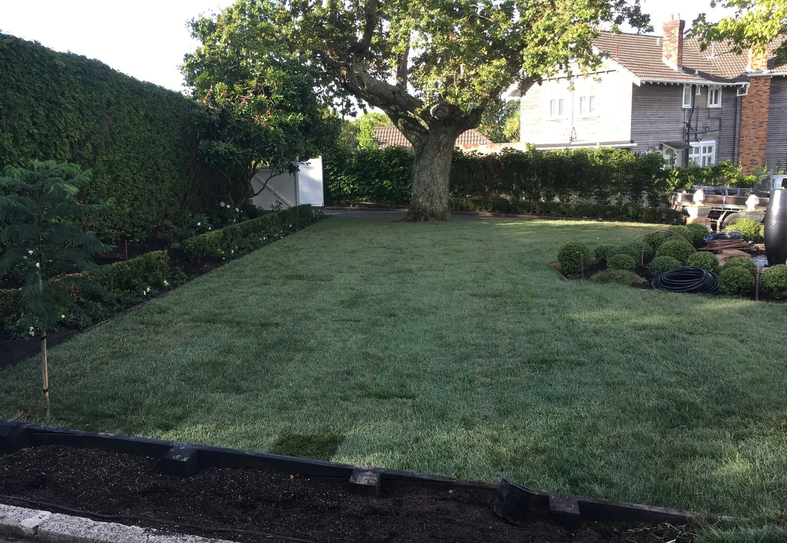 A freshly laid lawn, level and green, under an established tree