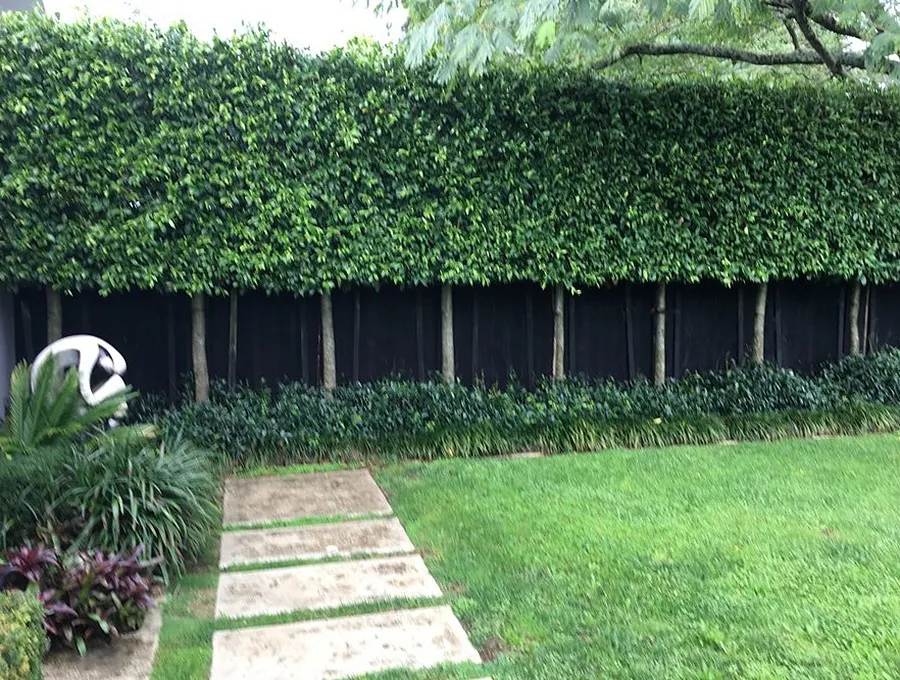 Lawn, paver stepping stones and a screening hedge